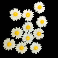 گل بابونه سفید